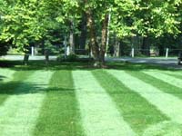 Turf Management, fertilization, pest control, weed control, lawn renovation